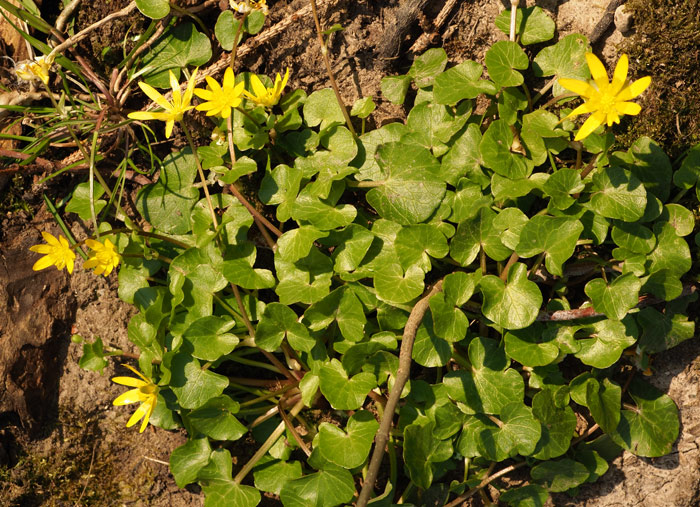 Scharbockskraut, Ficaria verna